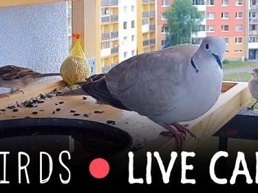 Bitcoin donations to feed birds on a Youtube Live cam