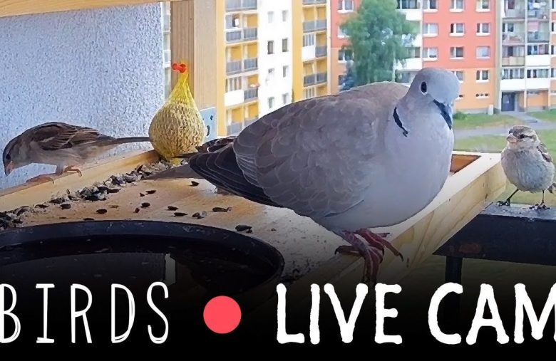 Bitcoin donations to feed birds on a Youtube Live cam