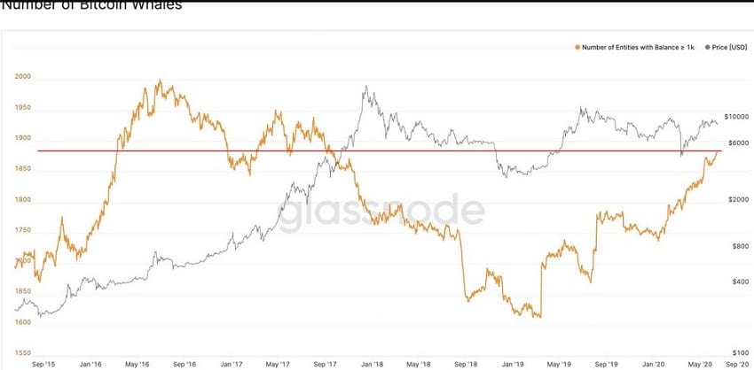 The number of Bitcoin whales continues to increase